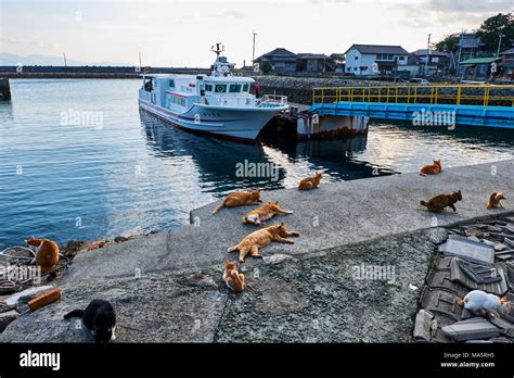 Japon île De Shikoku Préfecture Dehime île Daoshima Lile Aux