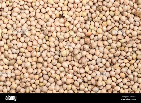 Chinese Sorghum Hi Res Stock Photography And Images Alamy