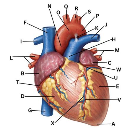 Heart Vein And Artery Diagram Flashcards Quizlet