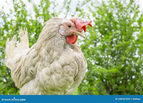 Gallinas Leghorn Blanca Todo Lo Que Necesitas Saber Sobre Esta Raza