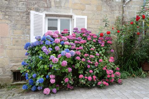 Hortensien pflanzen besten Tipps für üppige Blüten