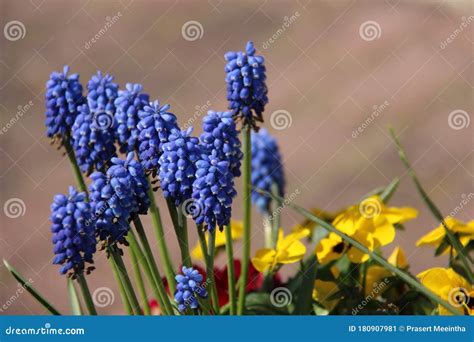 Fleurs De Jacinthe Des Bois Image Stock Image Du Rose Ouvert 180907981