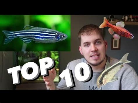 Top Community Fish Youtube