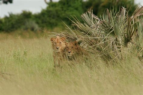 Lion Cubs Photos, Download The BEST Free Lion Cubs Stock Photos & HD Images