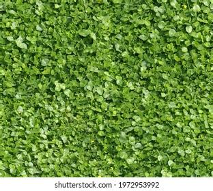 Seamless Green Plant Texture Background Design Stock Photo