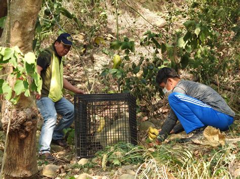 台東鯉魚山獼猴群聚 縣府設誘捕籠捕捉 社團法人中華民國保護動物協會