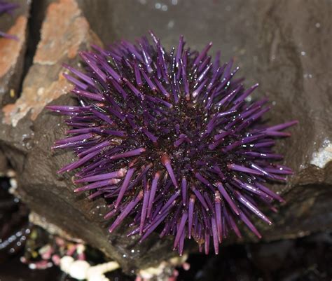 Strongylocentrotus Purpuratus Purple Sea Urchin It Is Int Flickr