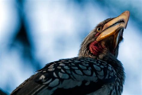 Hornbills Photo Gallery | Earth Life