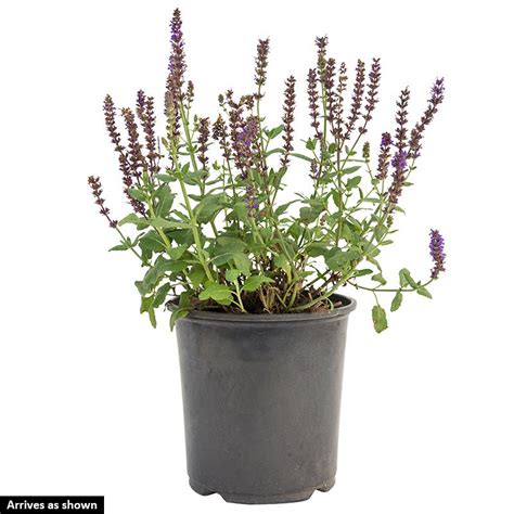 Lyrical™ Blues Meadow Sage Salvia Nemorosa Balyriclu 2 Gal Fanelli