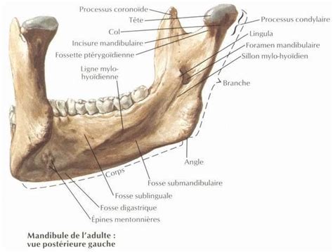 Ost Ologie Du Cr Ne Mandibule Vue Post Ro Lat Rale Inf Rieure De L