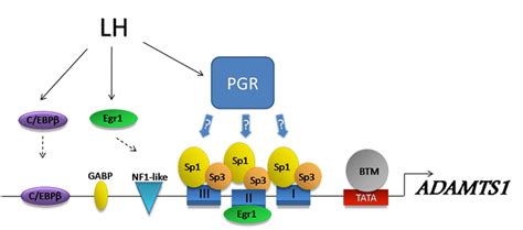 Regulatory Elements In The Adamts1 Promoter A Well Characterized