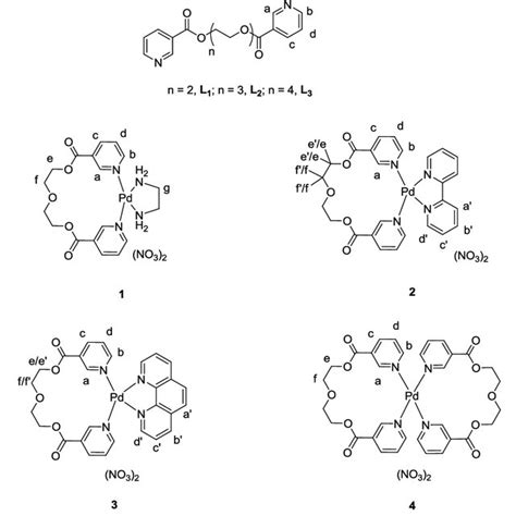 Ligands L 1 L 3 Crafted With Flexible Spacers Structures Of Download Scientific Diagram