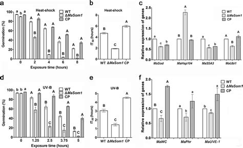 Masom1 Plays Critical Roles In Fungal Tolerances To Heat Shock And Uv B