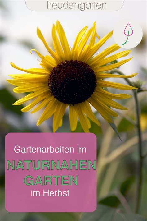 Gartenarbeit im Herbst für den Naturgarten Naturnaher garten