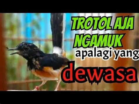 Pancingan Murai Batu Trotol Supaya Ngeplong Gacor Dan Aktif Bunyi