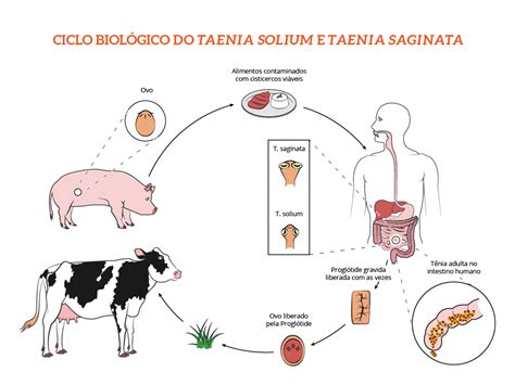 Partes Do Esc Lex De Taenia Solium