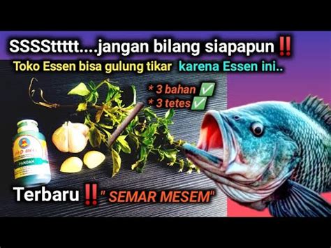 Cara Membuat Essen Jitu Penguras Ikan Semar Mesem Youtube