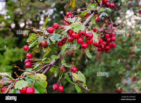 Hawthorn With Autumn Berries Crataegus Monogyna Quickthorn