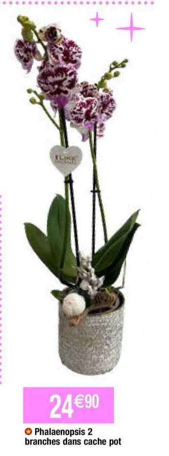 Promo Phalaenopsis 2 Branches Dans Cache Pot Chez Migros France