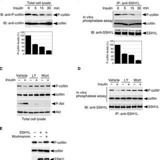 Insulin Induces Cofilin Dephosphorylation And Ssh L Activation In A