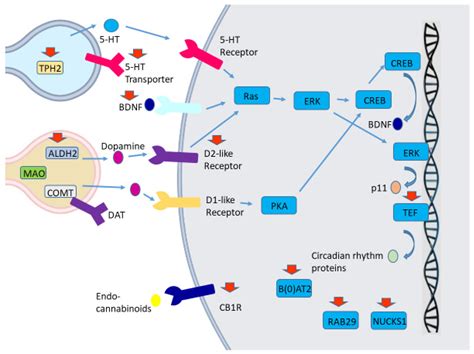 Medicina Free Full Text Genetic Insights Into The Molecular