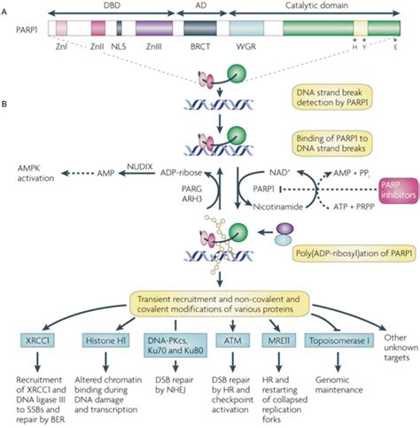 A Poly Adp Ribose Polymerase Parp Is Shown With Its Dna Binding