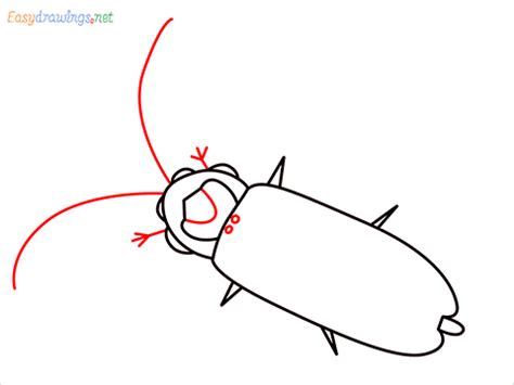 How To Draw A Firefly Step By Step 6 Easy Phase