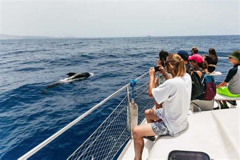 Tenerife: Whale Watching Catamaran Tour | GetYourGuide