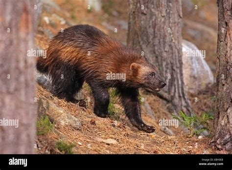 Coniferous Forest Animals And Adaptations