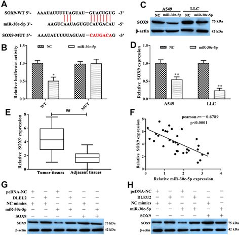 Lncrna Dleu2 Modulates Cell Proliferation And Invasion Of Non Small