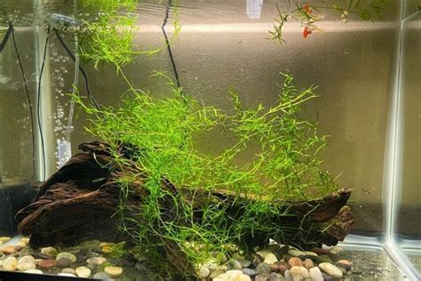 Guppy Grass Care Guide Planting Growing And Propagation