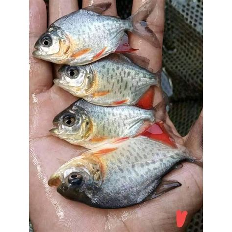 Jual Bibit Ikan Bawal Ukuran Korek Kayu Shopee Indonesia