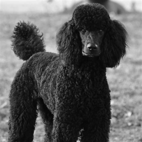 Dandy And Radar The Gentle Giants Standard Poodle Cuts Standard