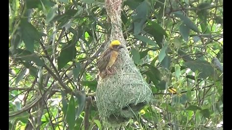 Baya Weaver Making Nest The Bird Expert To Build Pendulous Nests Bird Watching Youtube