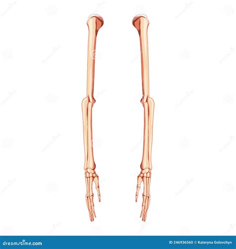 Arms Skeleton Human Side View Set Of 3d Hands Forearms Humerus Ulna