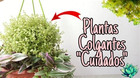 Cómo cuidar las plantas colgantes Guía completaActualizado en 2024