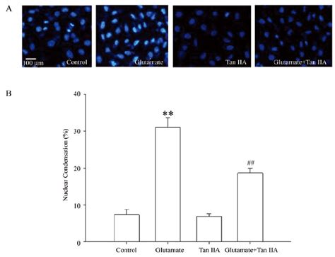 A Nuclear Morphological Assessment Of Sh Sy5y Cells By Fluorescence