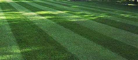 How To Have A Perfect Lawn Best Colorado Contractors