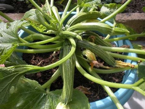 Comment Faire Pousser Un Plant De Courgette Dans Un Pot