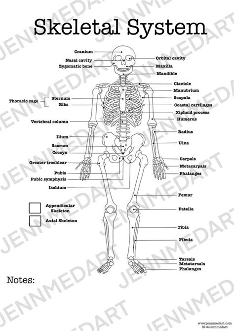 Axial Skeleton Coloring Sheets Coloring Pages