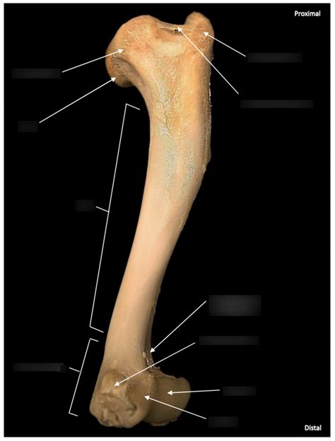 Medial View Of Canine Humerus Diagram Quizlet