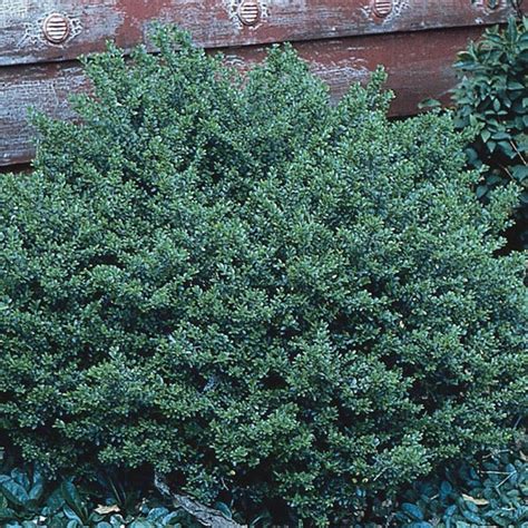 Dwarf Yaupon Holly Stokes Dwarf Ilex Vomitoria My Garden Life