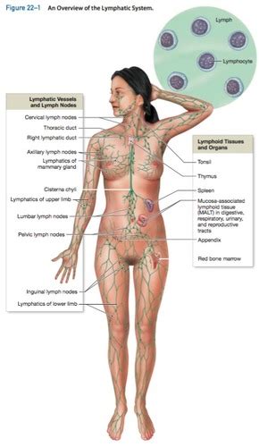 Medex A P Ch The Lymphatic System And Immunity Flashcards Quizlet