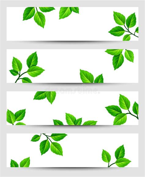 Vector Green Leaves Banners Stock Vector Illustration Of Plant