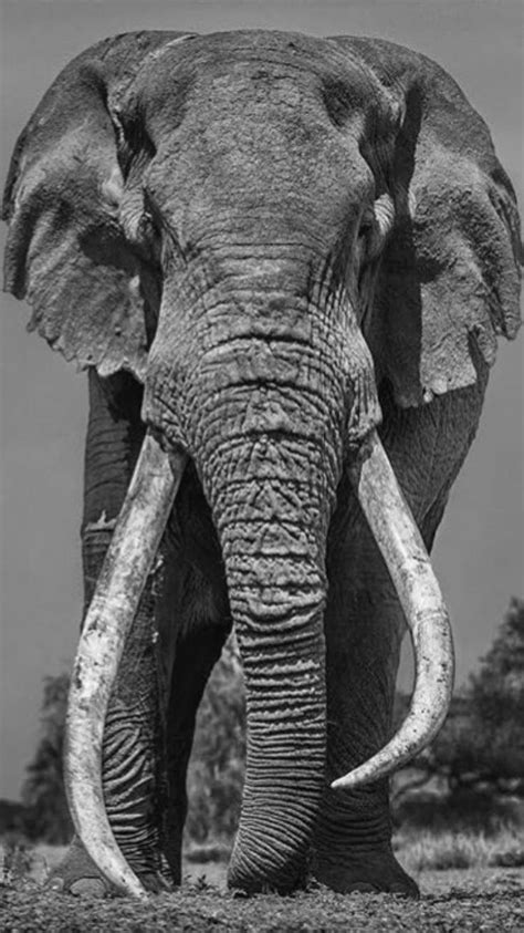 Graceful Giants Stunning And Timeless Black And White Elephant Photos