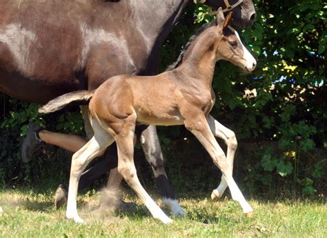 Trakehner Hengst Greenwich Park Von Saint Cyr U D Pr Mienstute Grace