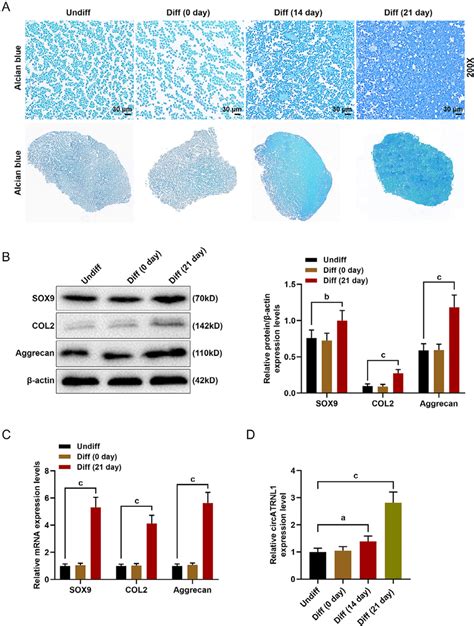 Identification Of Chondrogenic Differentiation Of Bmscs And Expressions