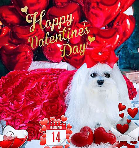 Cute Puppies Maltese Puppies Malteser Happy Valentines Day Teacup