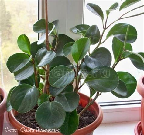 Пеперомия Peperomia