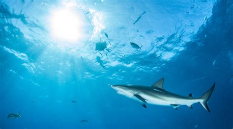 "Reef Shark" Images – Browse 3,590 Stock Photos, Vectors, and Video ...